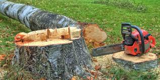 Best Tree Cabling and Bracing  in Santa Maria, CA
