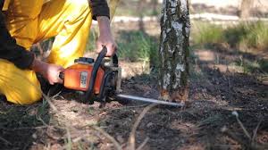 Best Tree Removal  in Santa Maria, CA