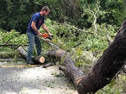 Best Tree Health Inspection  in Santa Maria, CA