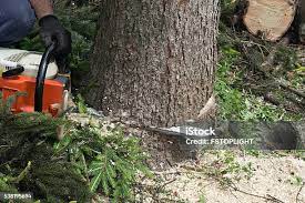 Santa Maria, CA Tree Care Company