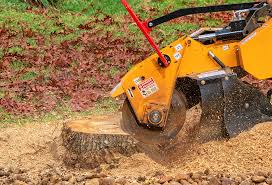 Best Tree Disease Treatment  in Santa Maria, CA