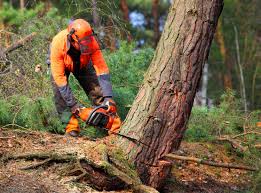 Best Tree Risk Assessment  in Santa Maria, CA