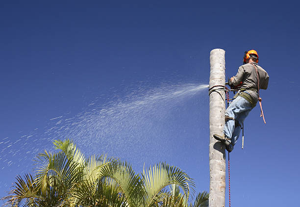 Best Lawn Irrigation Installation and Maintenance  in Santa Maria, CA
