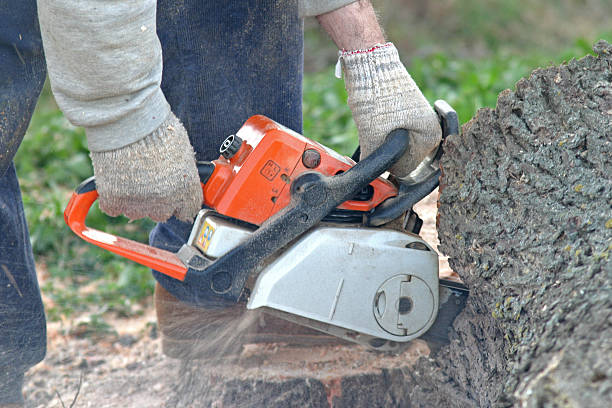 Best Stump Grinding and Removal  in Santa Maria, CA