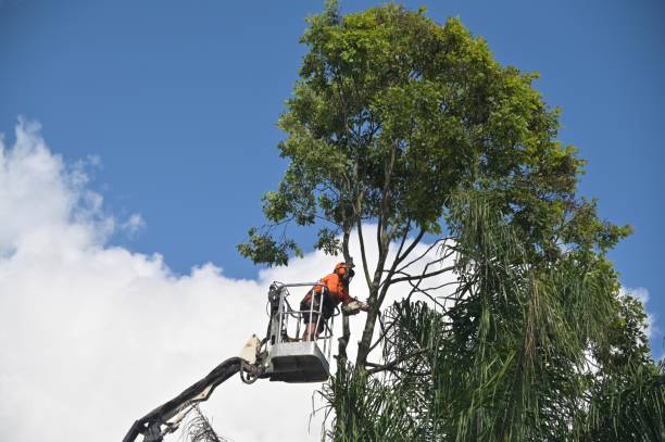 Best Pest Control for Lawns  in Santa Maria, CA