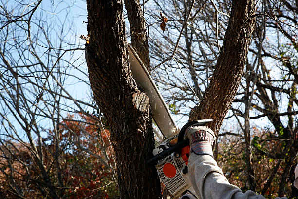 Best Lawn Watering Services  in Santa Maria, CA