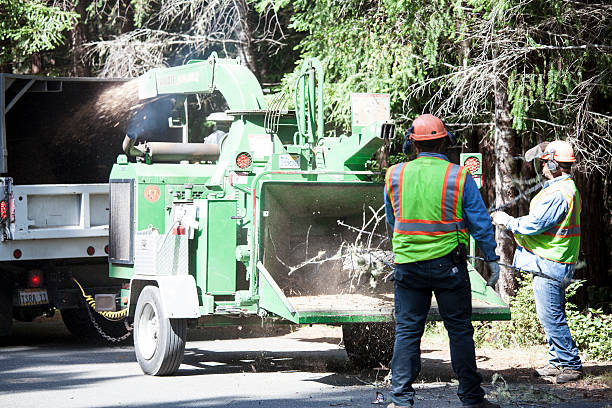 Best Hedge Trimming  in Santa Maria, CA