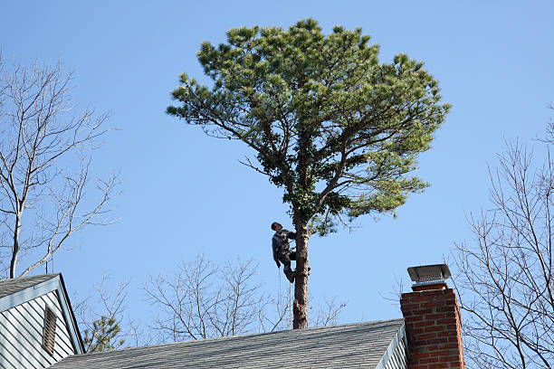 Best Fruit Tree Pruning  in Santa Maria, CA