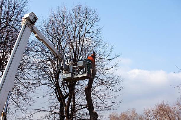 Best Tree and Shrub Care  in Santa Maria, CA