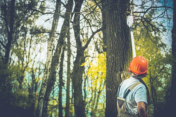  Santa Maria, CA Tree Care Pros